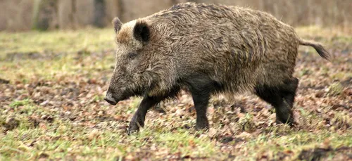 Deux chasseurs de la Somme condamnés pour braconnage