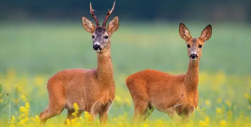 PETA récompense les pompiers du Pas-de-Calais pour des sauvetages...