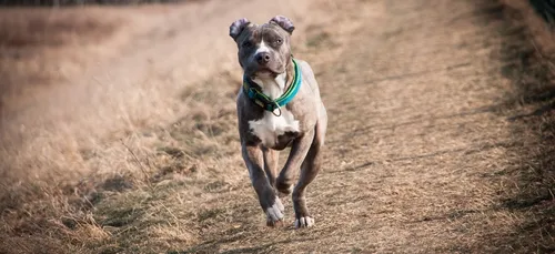 Belgique : une fillette de 8 ans tuée par un American Staff