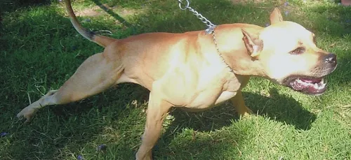 Une famille de Noyelles-sous-Lens attaquée par un chien