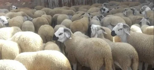 Deux abattoirs clandestins découverts dans l'Oise