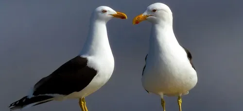 Un homme attaqué par des goélands à Berck-sur-Mer