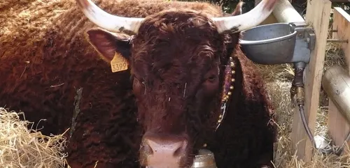 Aisne : un éleveur condamné pour mauvais traitements sur ses animaux