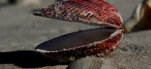 Coquillages en baie d'Authie : attention à une possible bactérie