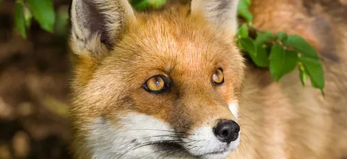 Brigitte Bardot écrit à la Préfète de l'Oise pour dénoncer les...