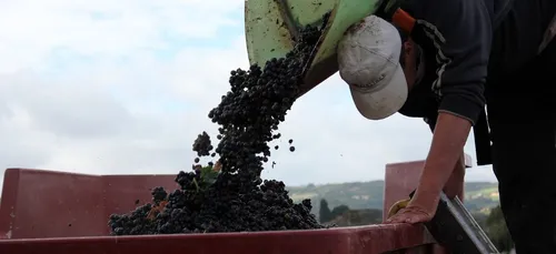 Vendanges : 600 postes déjà à pourvoir dans l'Aisne