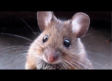 Nord : des adolescents sèment la panique en lâchant des souris en...