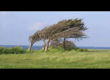 Le Nord et le Pas-de-Calais placés en vigilance jaune "vents violents"