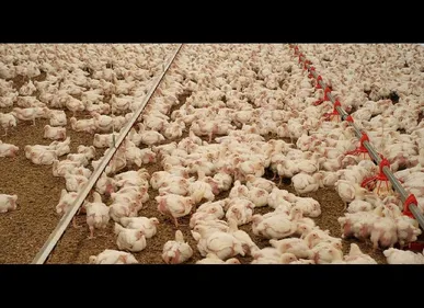 Trois mois de prison avec sursis et 45 000 euros d'amendes requis...