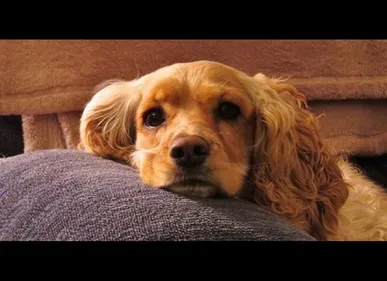 La SPA lance sa nouvelle campagne pour sensibiliser contre...