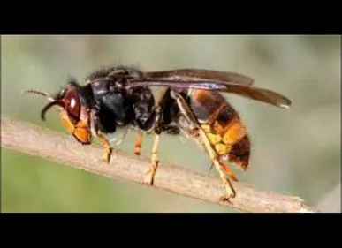 Un homme décède après avoir été piqué par des frelons asiatiques