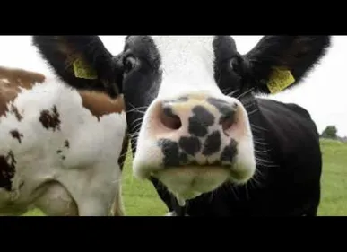 Ces départements qui comptent plus de vaches que d'habitants