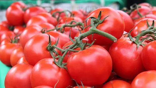 Des tomates vont bel et bien être cultivées au pied de...