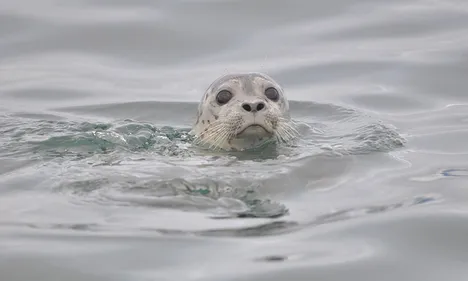6 mois de prison avec sursis pour l'agresseur du bébé phoque à...