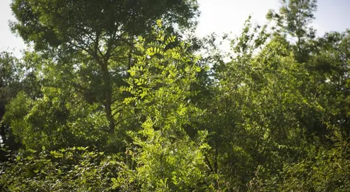 Les forêts de Boulogne, Desvres et Hardelot interdites à la promenade