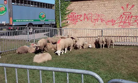 La communauté musulmane prépare la fête de l’Aïd-el-kébir