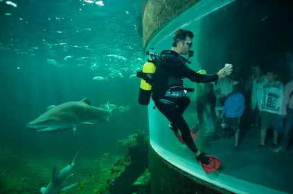 Nausicaa redore l'image du requin autour de plusieurs animations