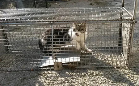 La ville de Boulogne veut limiter le nombre de chats errants dans...