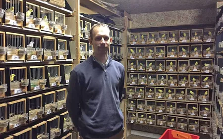 L’Audomarois sacre les meilleurs "canaris de chant" de France !