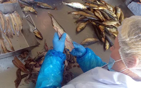 Les entreprises de Capécure sont prêtes pour l’arrivée du hareng !