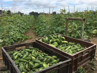 Manger bien et bio, c’est possible, et ce n’est pas forcément plus...