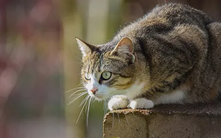 L'homme accusé d'avoir étranglé et jeté un chat dans les escaliers...