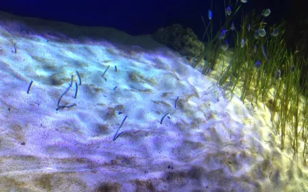 Nausicaa rouvre ses portes avec de nouveaux poissons !