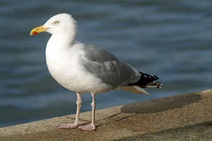 La ville de Boulogne repart en guerre contre les goélands, en les...
