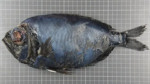 Un poisson tropical pêché en Mer du Nord... et étudié à Boulogne !