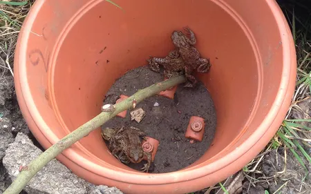 A Condette, les grenouilles peuvent traverser la route en toute...