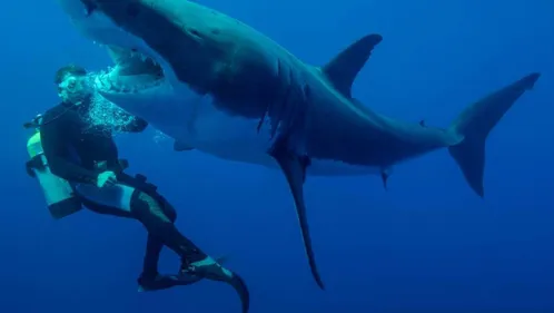 26ème festival des images de mer : des images magnifiques à...