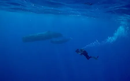 Futur grand Nausicaa : une nouvelle attraction dévoilée !
