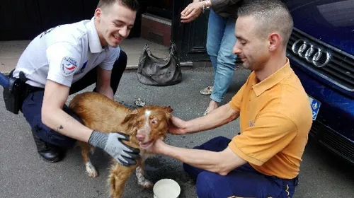 Après 2 heures dans une voiture au soleil, un chien secouru rue du...