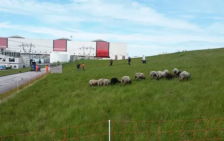 La centrale de Gravelines participe à la sauvegarde d’une espère de...