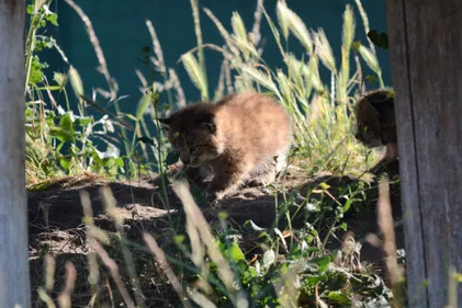 Naissance de deux bébés lynx au zoo de Fort-Mardyck