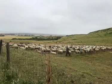 Le mouton boulonnais a un bel avenir devant lui !
