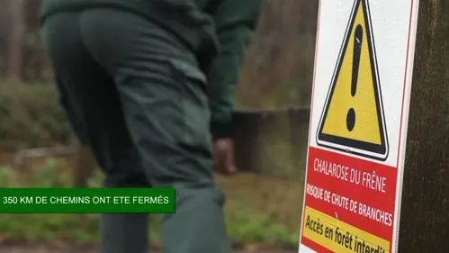 Les forêts du Boulonnais rouvrent au public ce samedi, mais il...