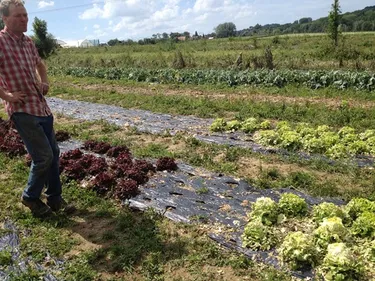 7 500 hectares de cultures ont été détruits à cause de la grêle