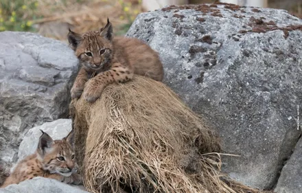 Fort-Mardyck : les bébés lynx du zoo ont un prénom !