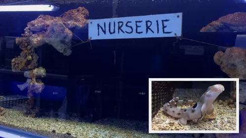 Naissance de requins marcheurs à Nausicaa