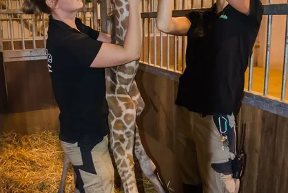 On recherche un prénom pour le girafon né à Bellewaerde hier !