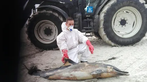 Un dauphin commun retrouvé mort sur la plage de Boulogne