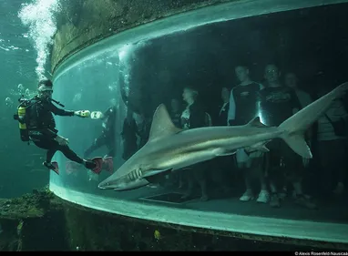 Jusqu’à mercredi, Nausicaa vous dévoile les secrets des requins