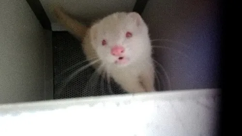 Une femme mordue au visage par un furet