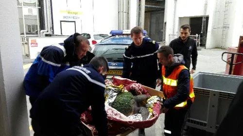 Une tortue caouanne secourue sur la plage d'Hardelot !