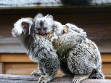 Deux nouveaux venus au Parc Zoologique de Fort Mardyck !