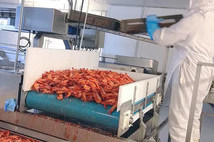 Repas de Noël 100% boulonnais : à Isques, on cuit la crevette de...