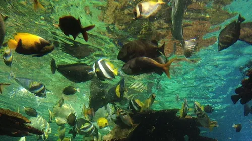 L'entrée au futur Nausicaa coûtera 25,90€