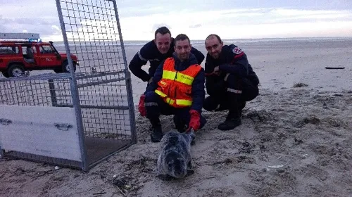 St-Etienne-au-Mont: sauvetage d'un bébé phoque sur la plage