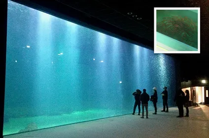 300 carangues jaunes ont rejoint le grand bassin de Nausicaa